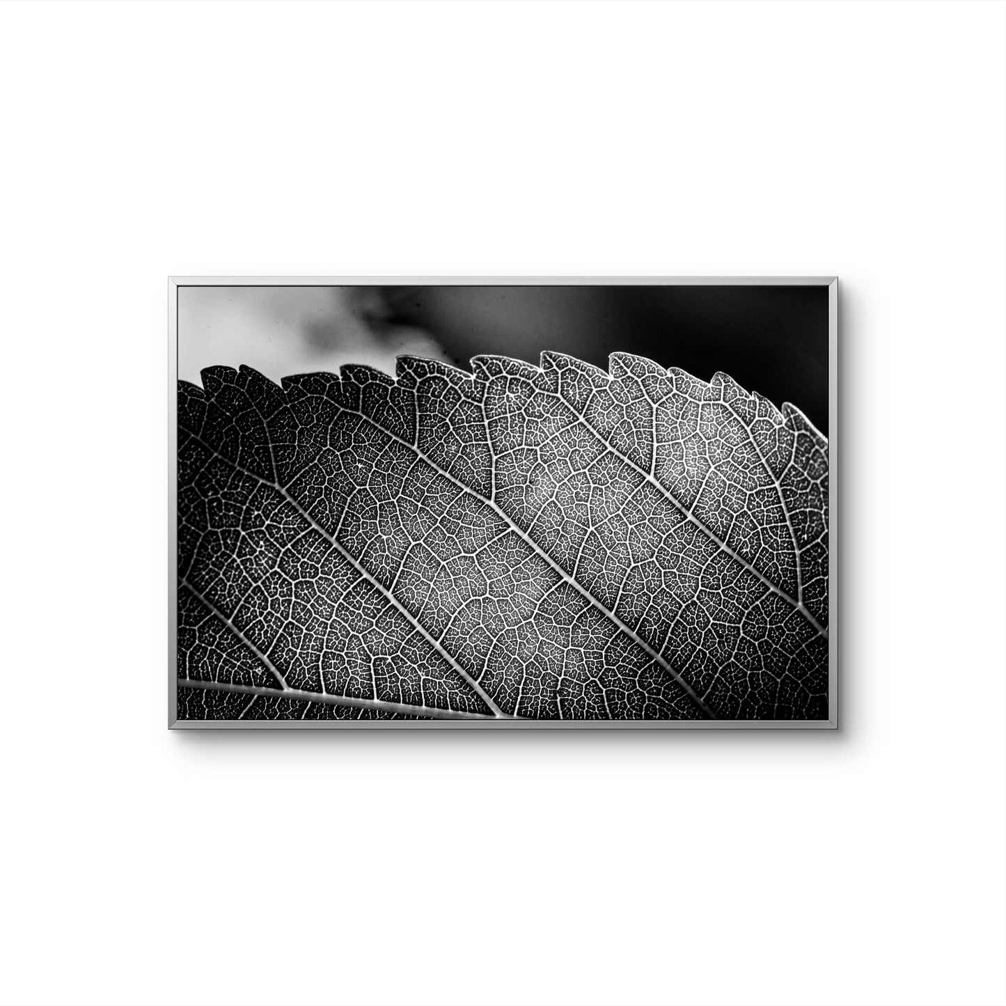 Black and White Leaf Vein Horizontal Print
