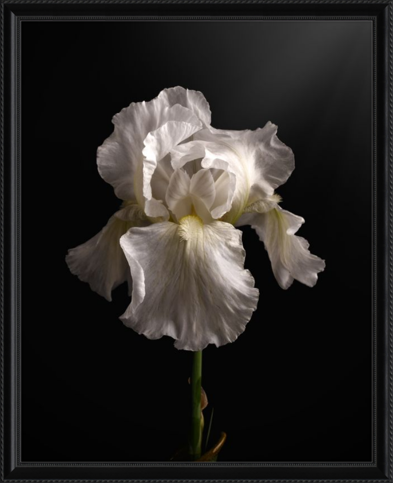 Elegant White Iris 'Immortality'