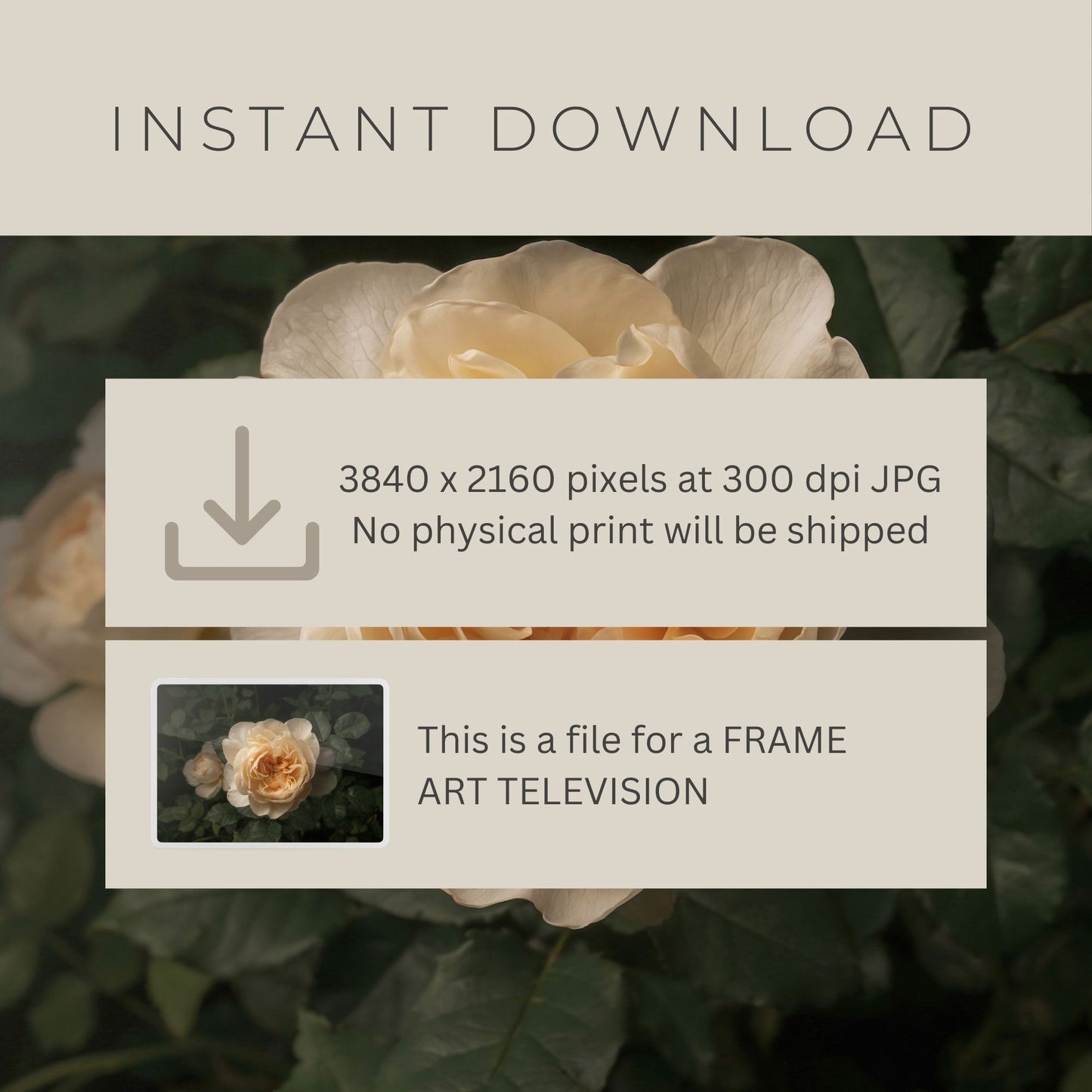 Ethereal Rose - Frame TV