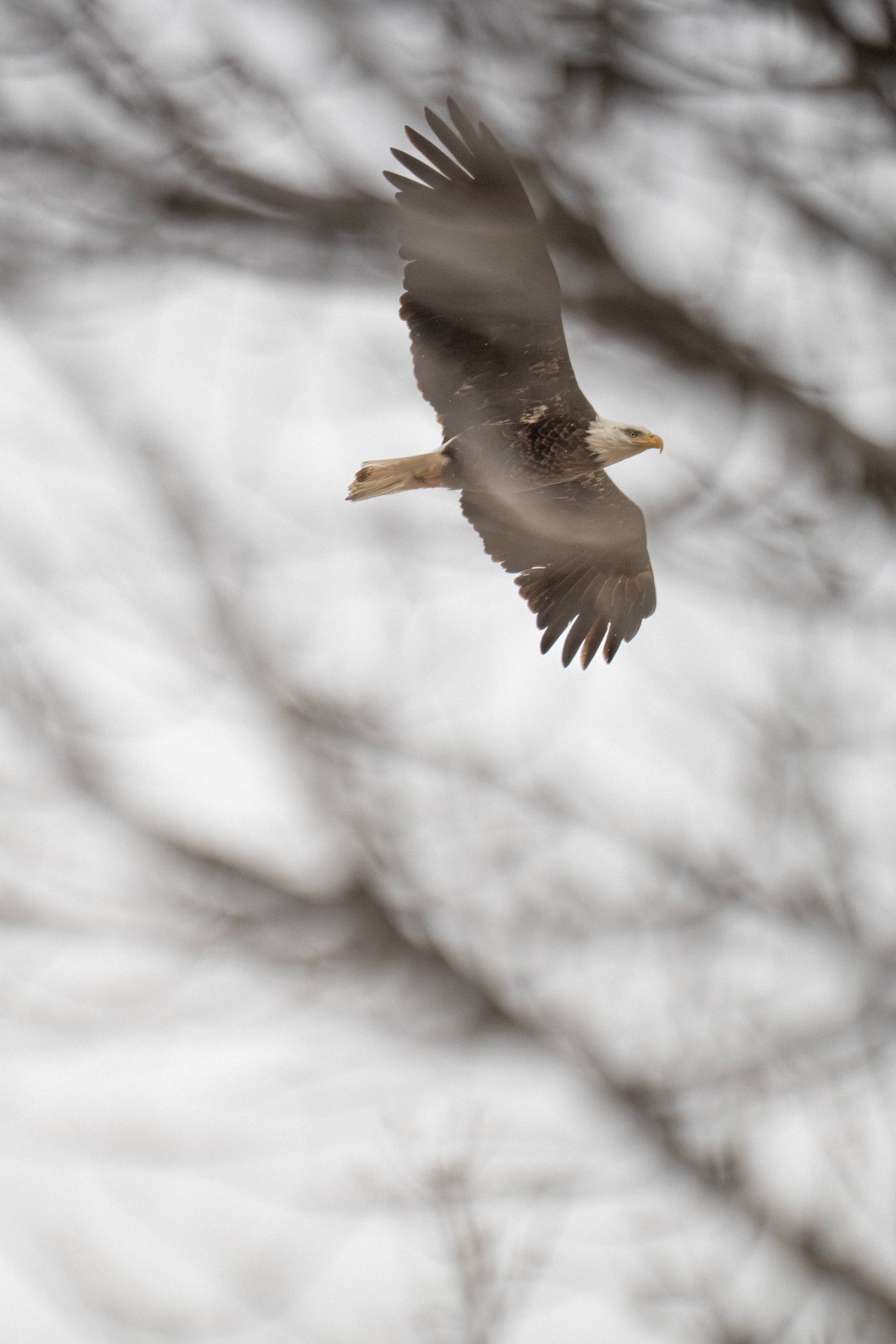 Eagle Flying Through Winter Trees