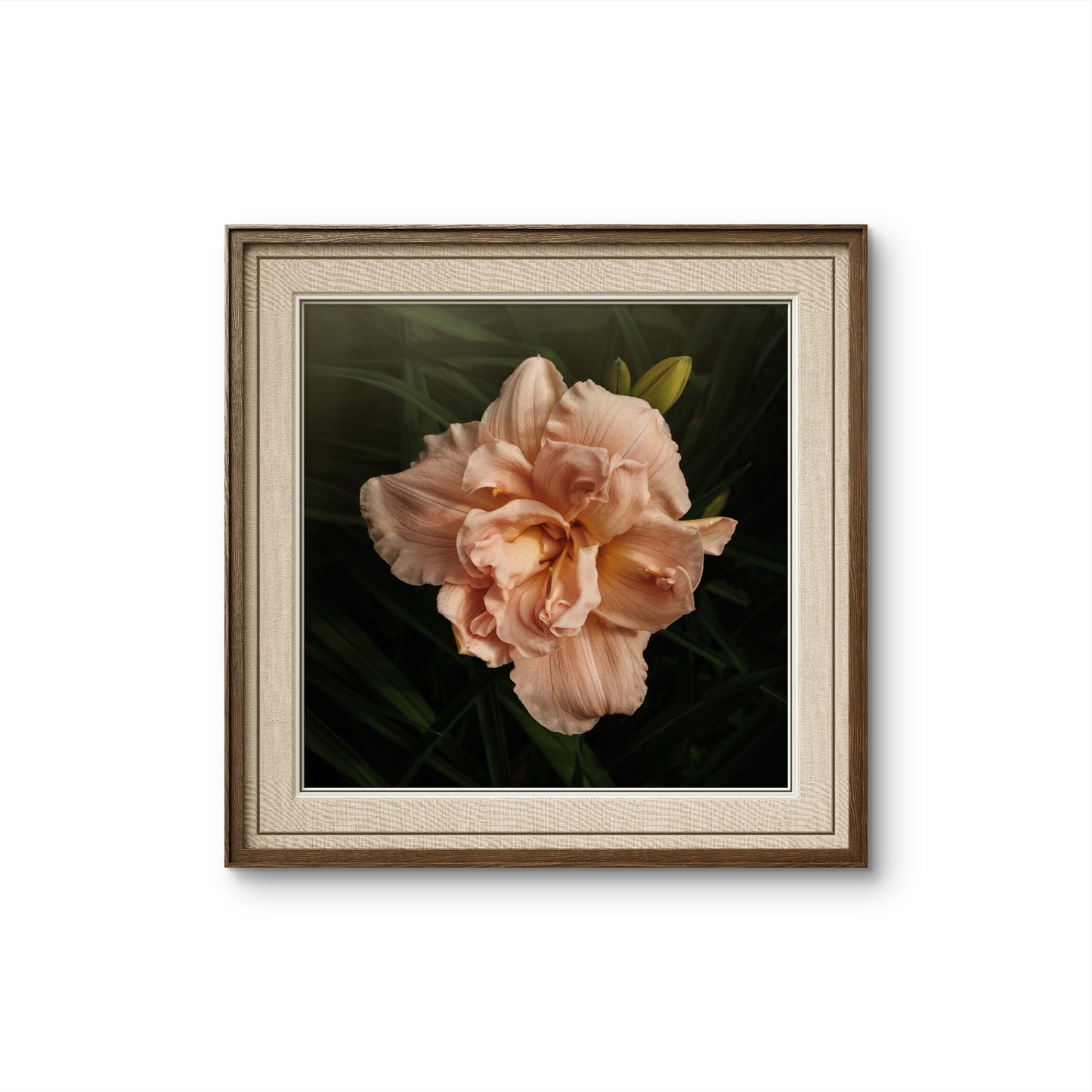 Beautiful Peach Double Daylily
