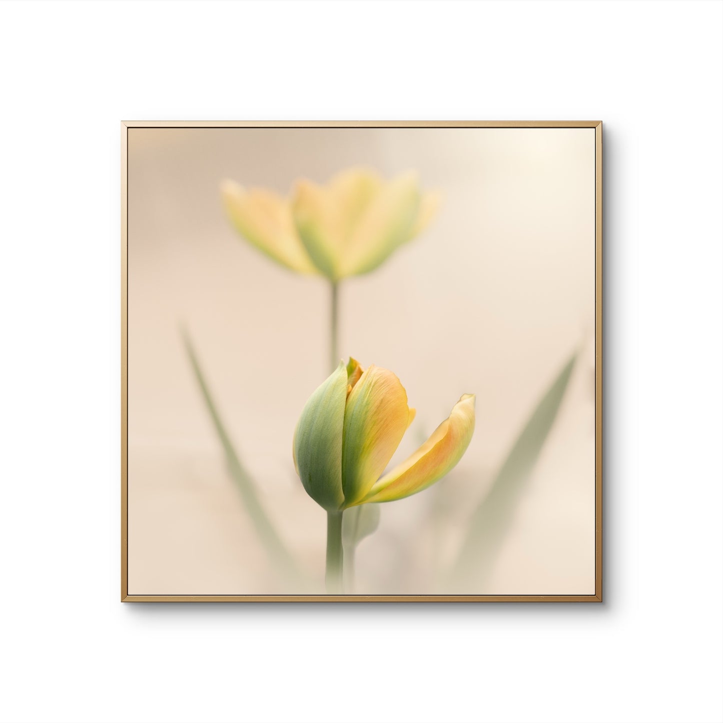 Peaceful Pale Yellow Tulips