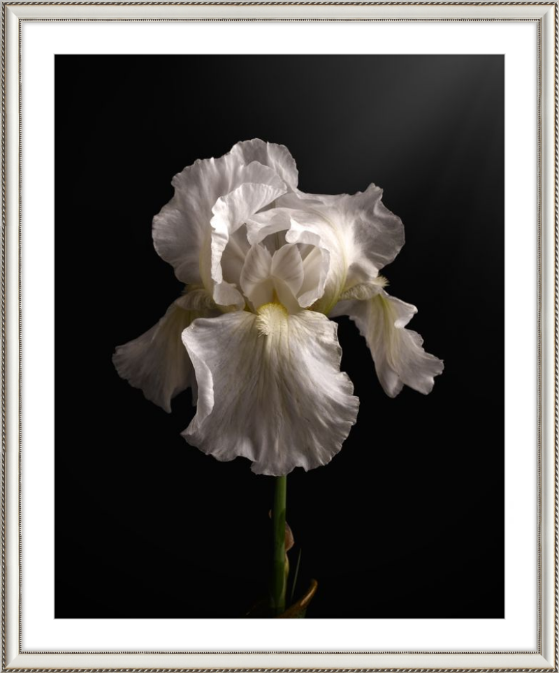 Elegant White Iris 'Immortality'