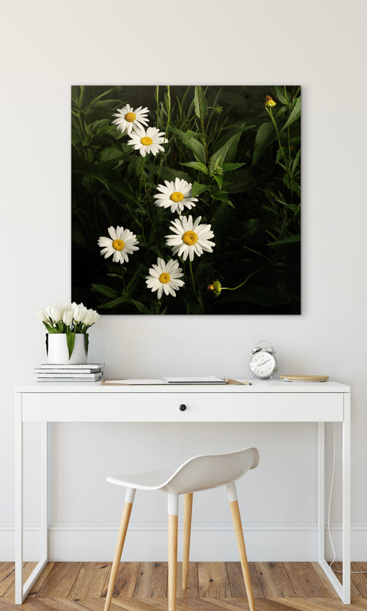 Daisy Cascade (Download)