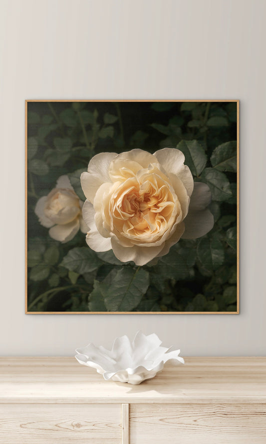 Pale Soft Rose (Download)