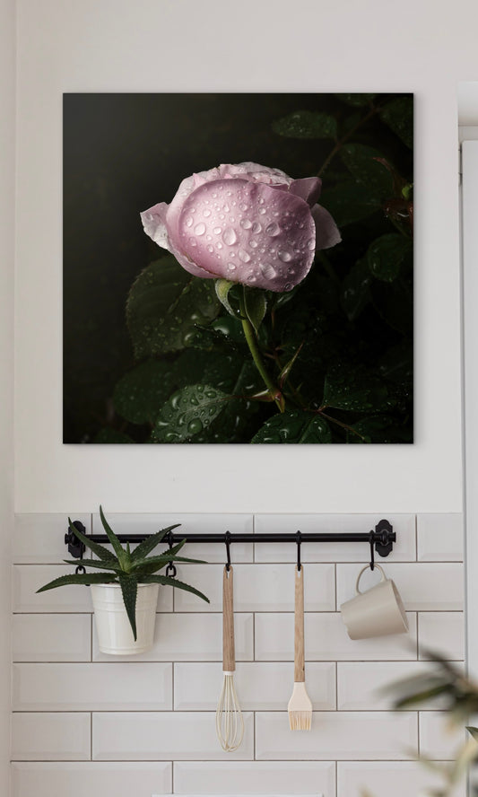 Moody Light Pink Rose with Droplets - Download
