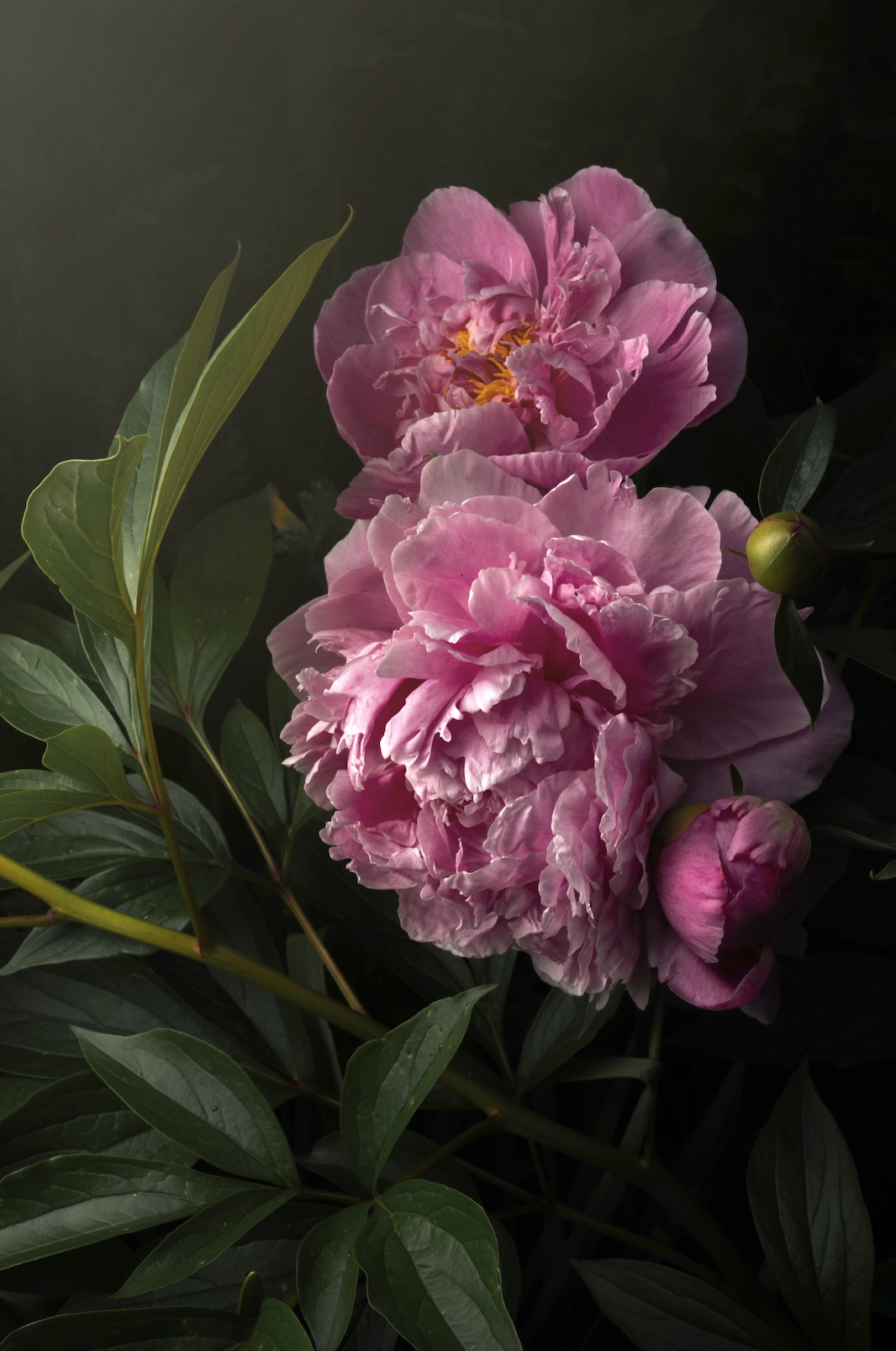 Pink Peonies in the Garden