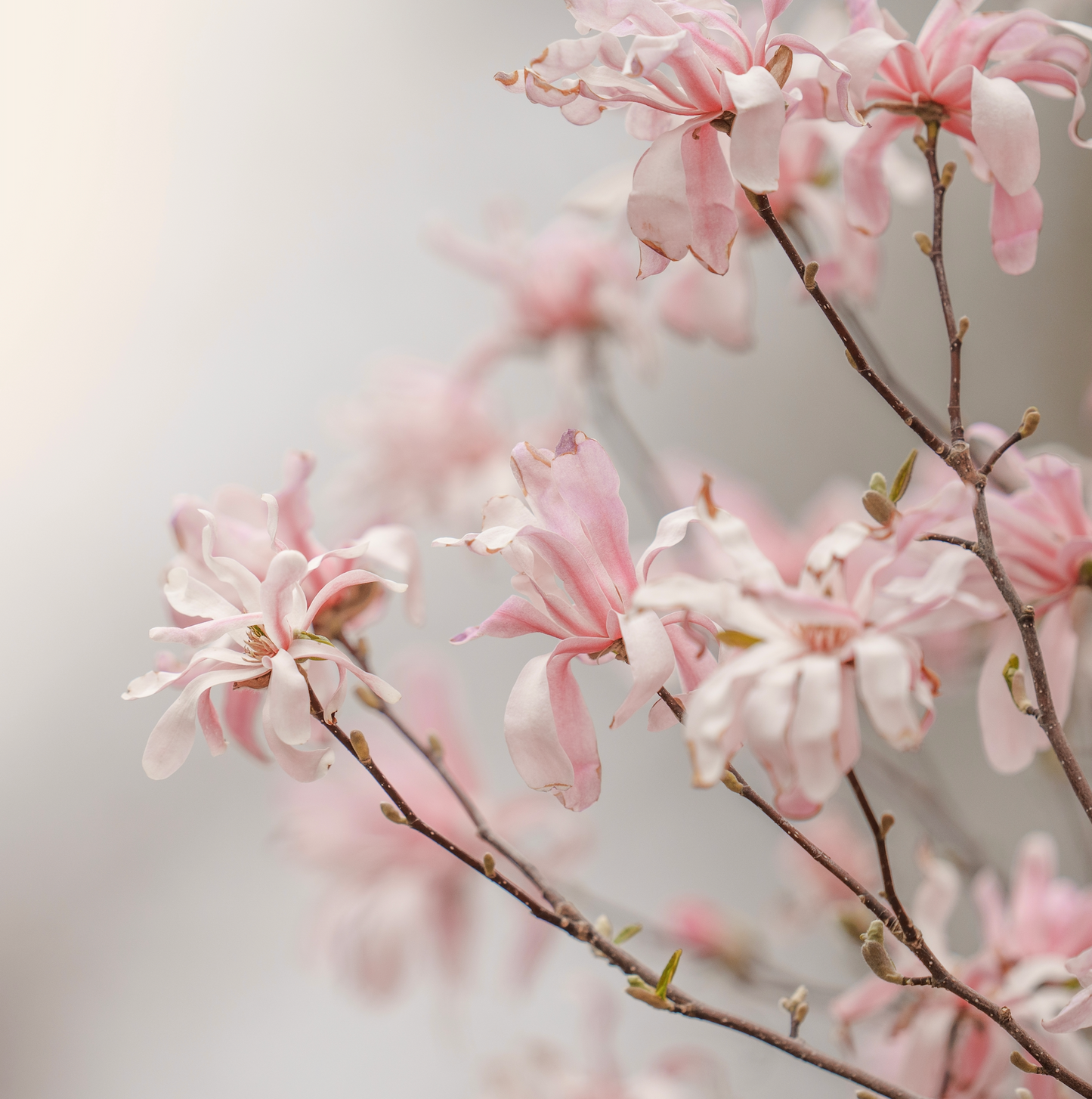 Square Magnolia Printable