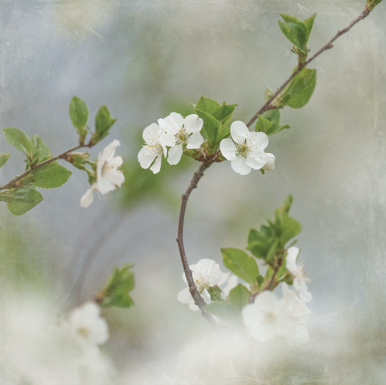 Cherry Blossoms Printable