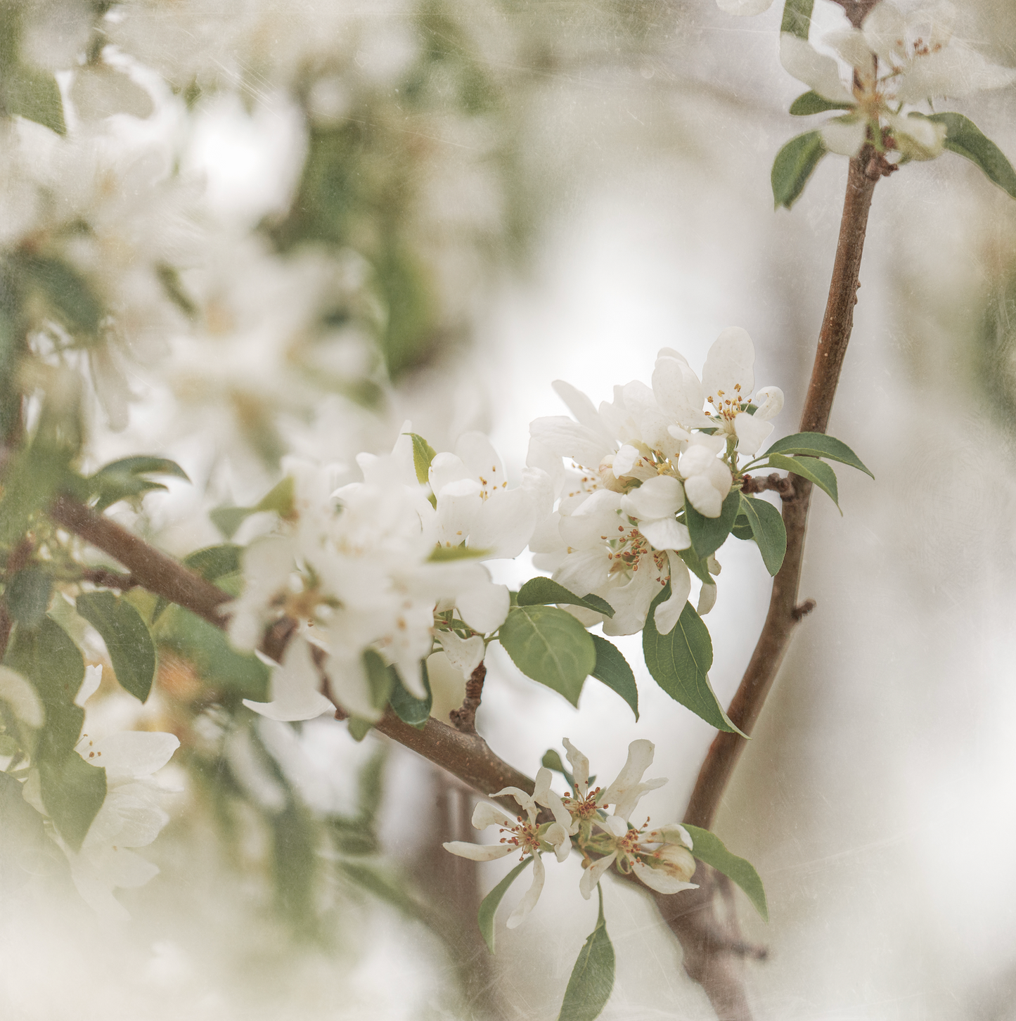 White Cherry Blossoms II Printable