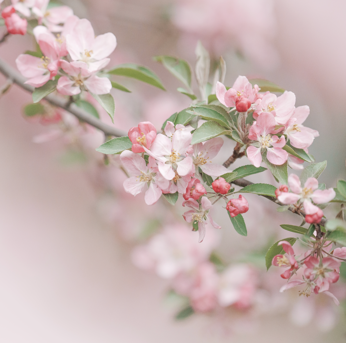 Pink Cherry Blossoms Printable I