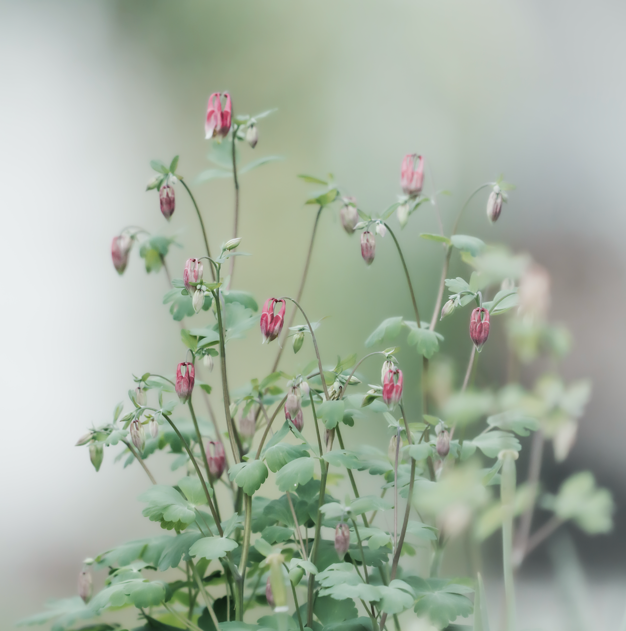 Wild Columbine Printable