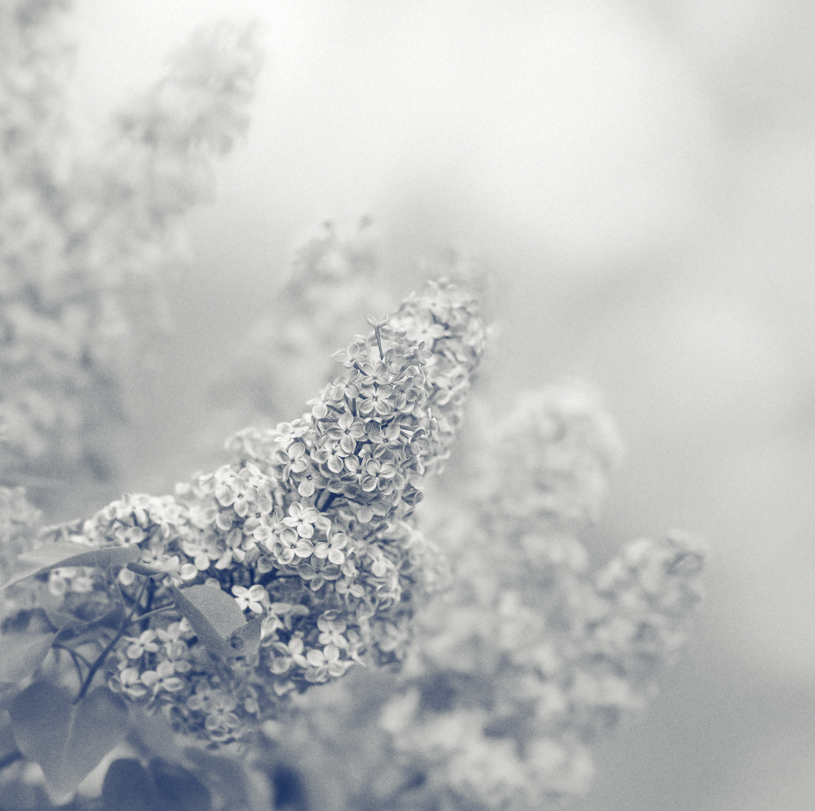 Monochrome Lilacs Printable