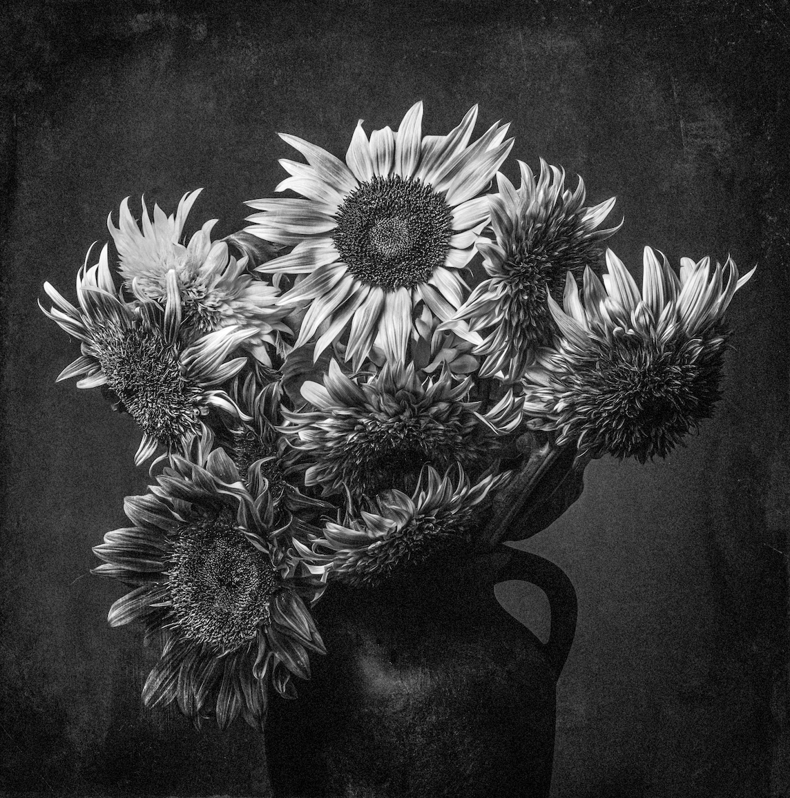 Black and White Sunflowers