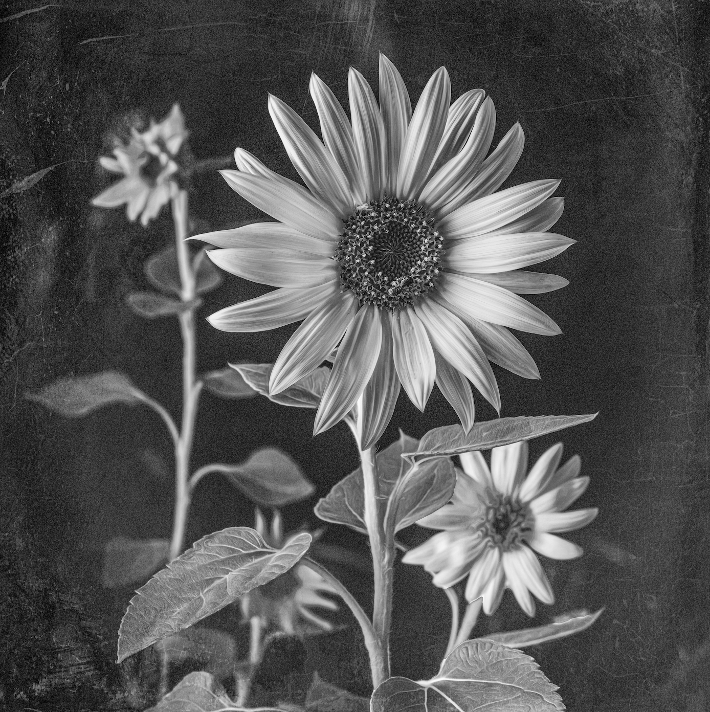 BW Garden Sunflowers