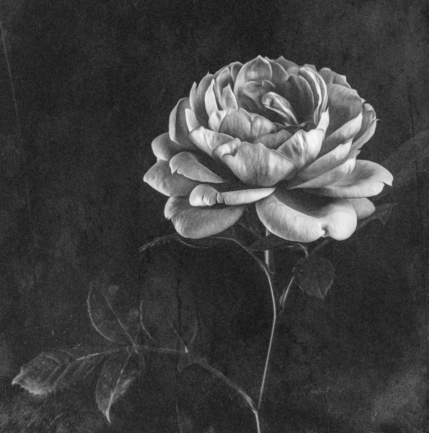 BW Vintage Rose