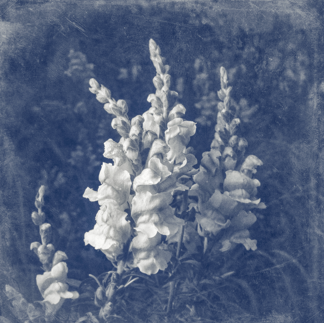 Snapdragons Monochrome