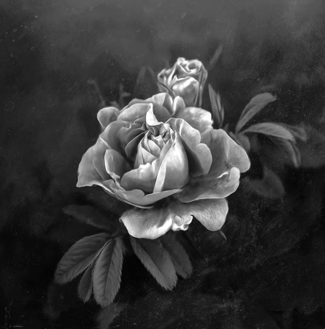 Vintage Rose II (BW)