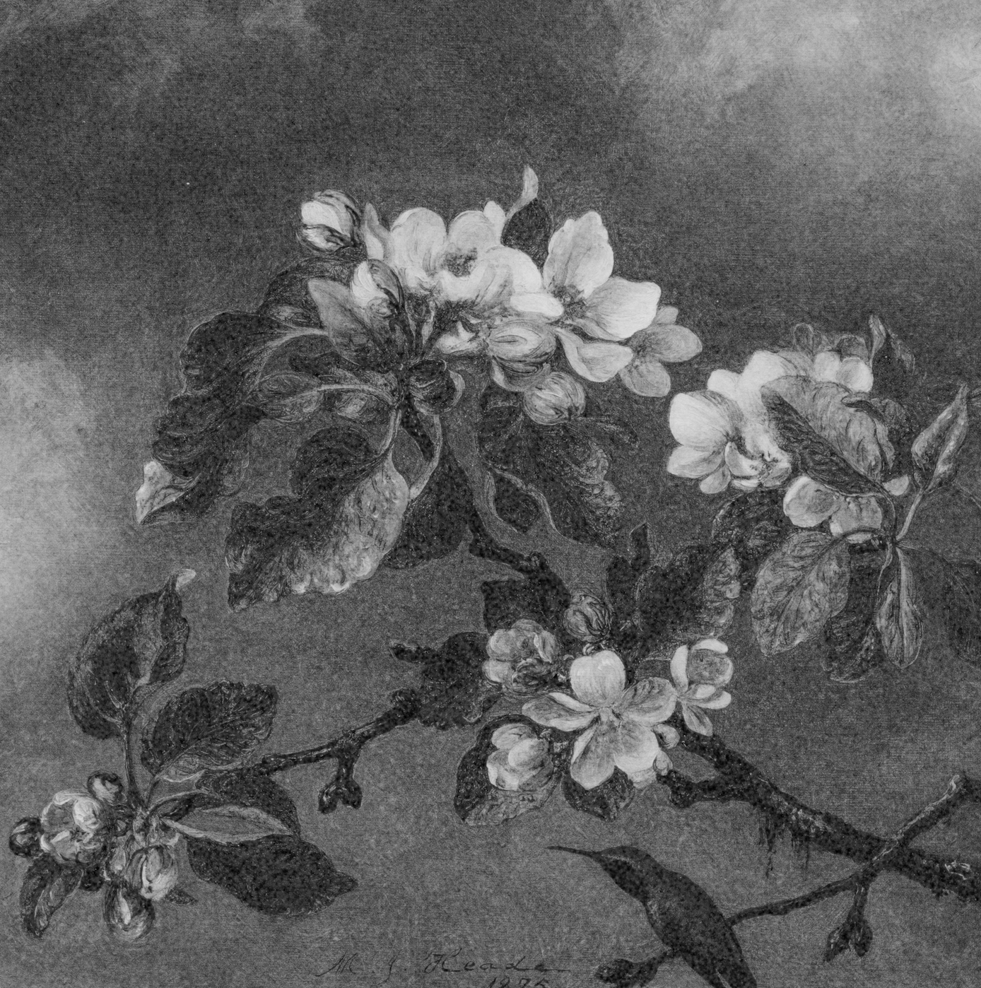 Cherry Blossoms