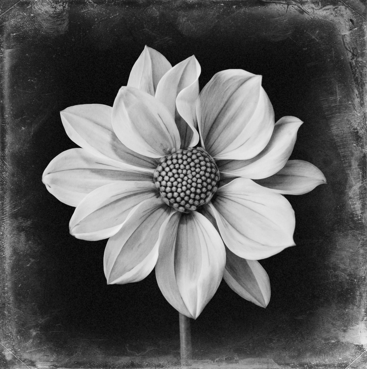 Cherabino Dahlia