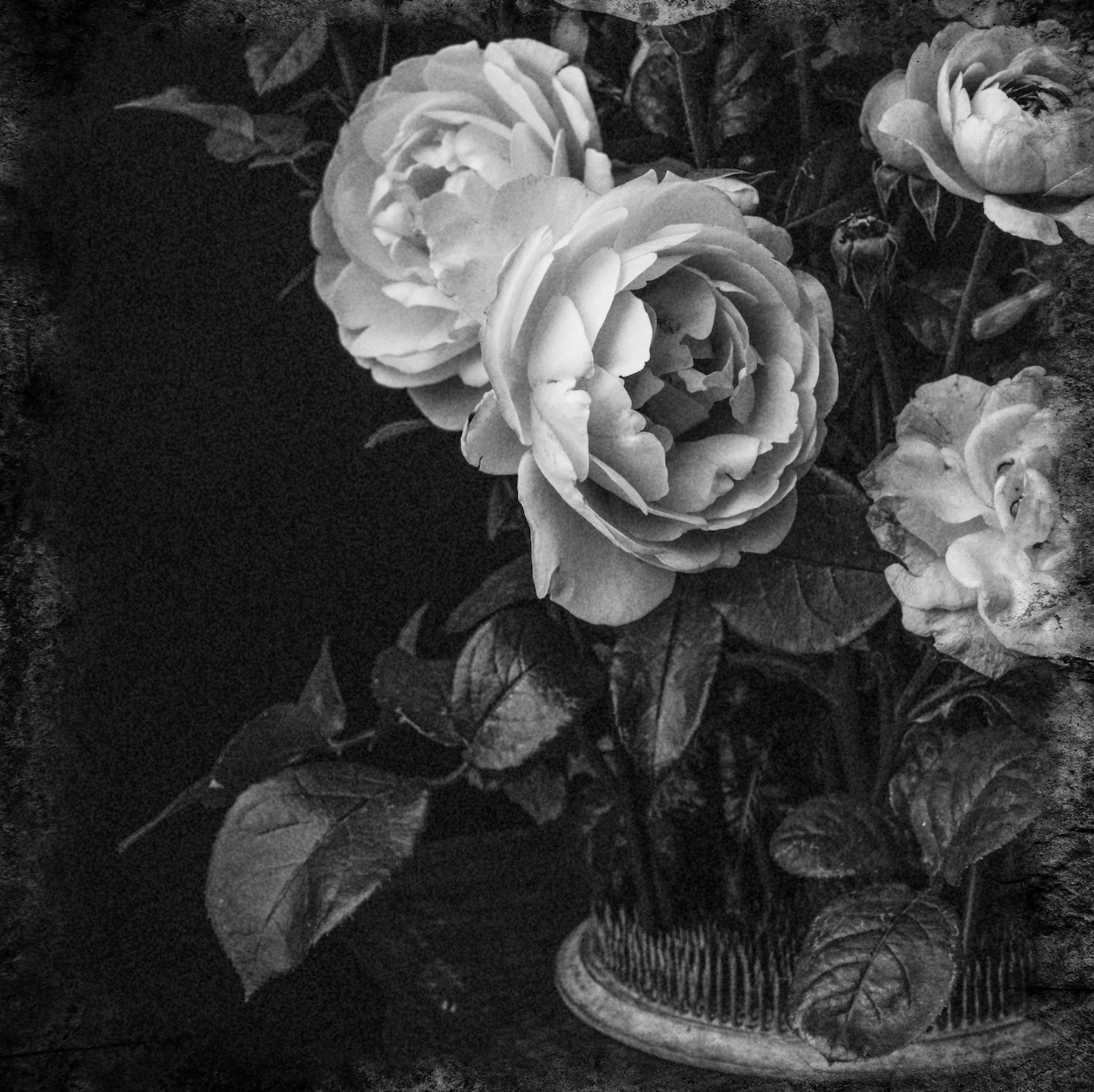 Roses in Flower Frog