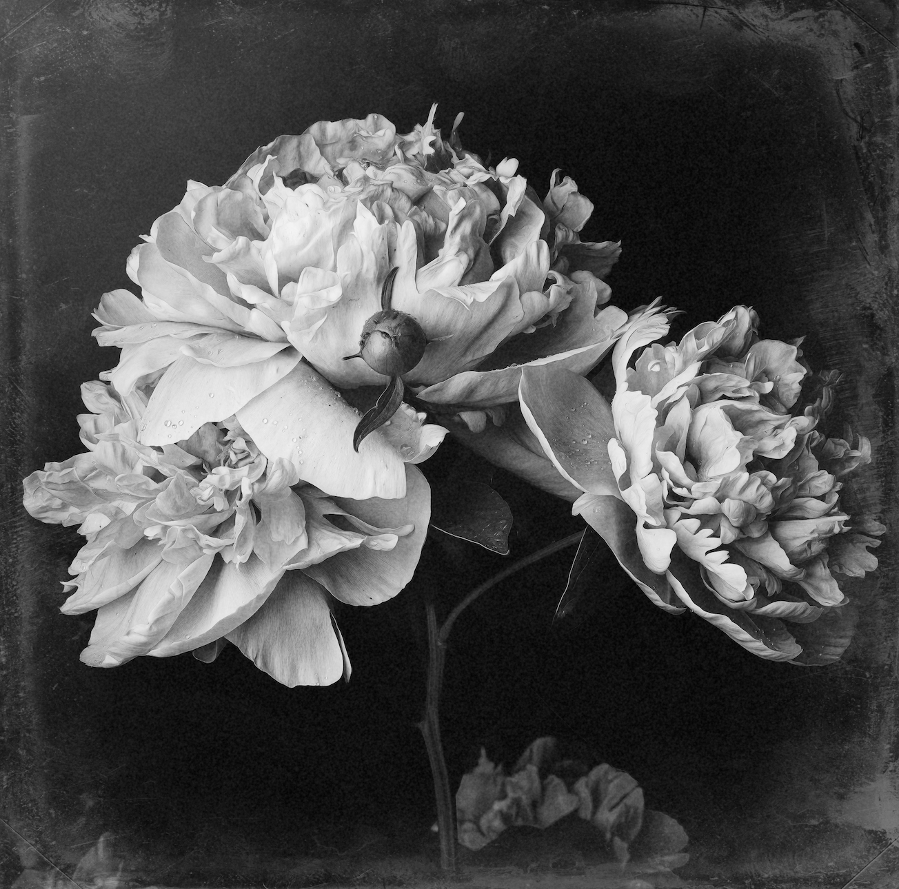 Peonies In-Situ