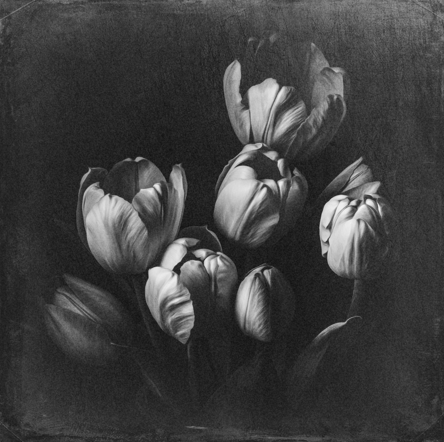 Moody Tulips