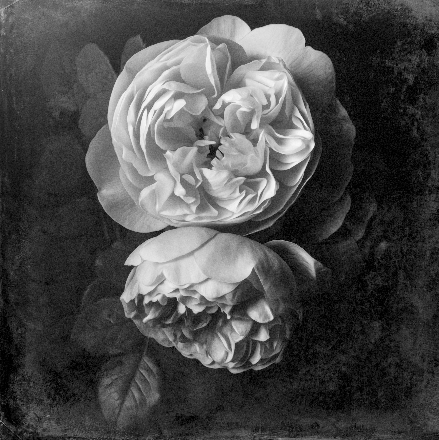 Rose Duo