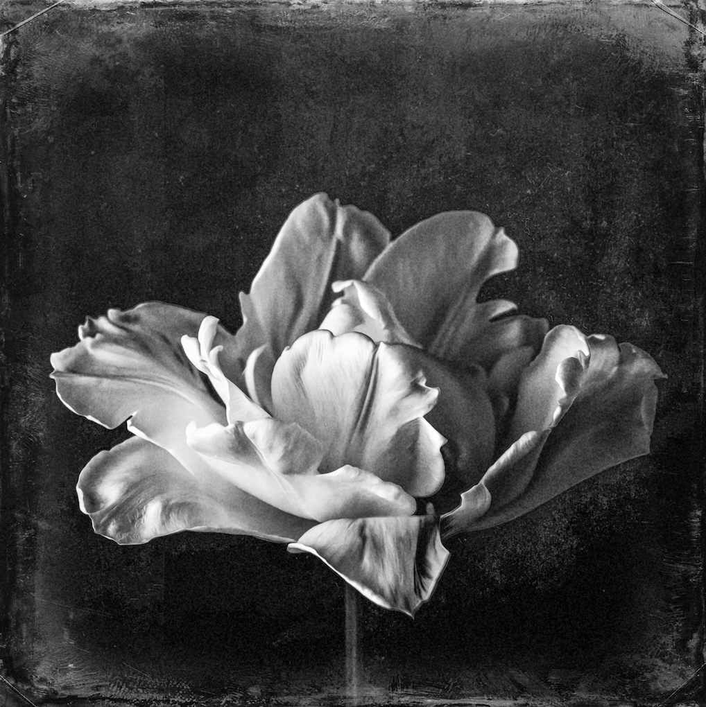 The White Tulip