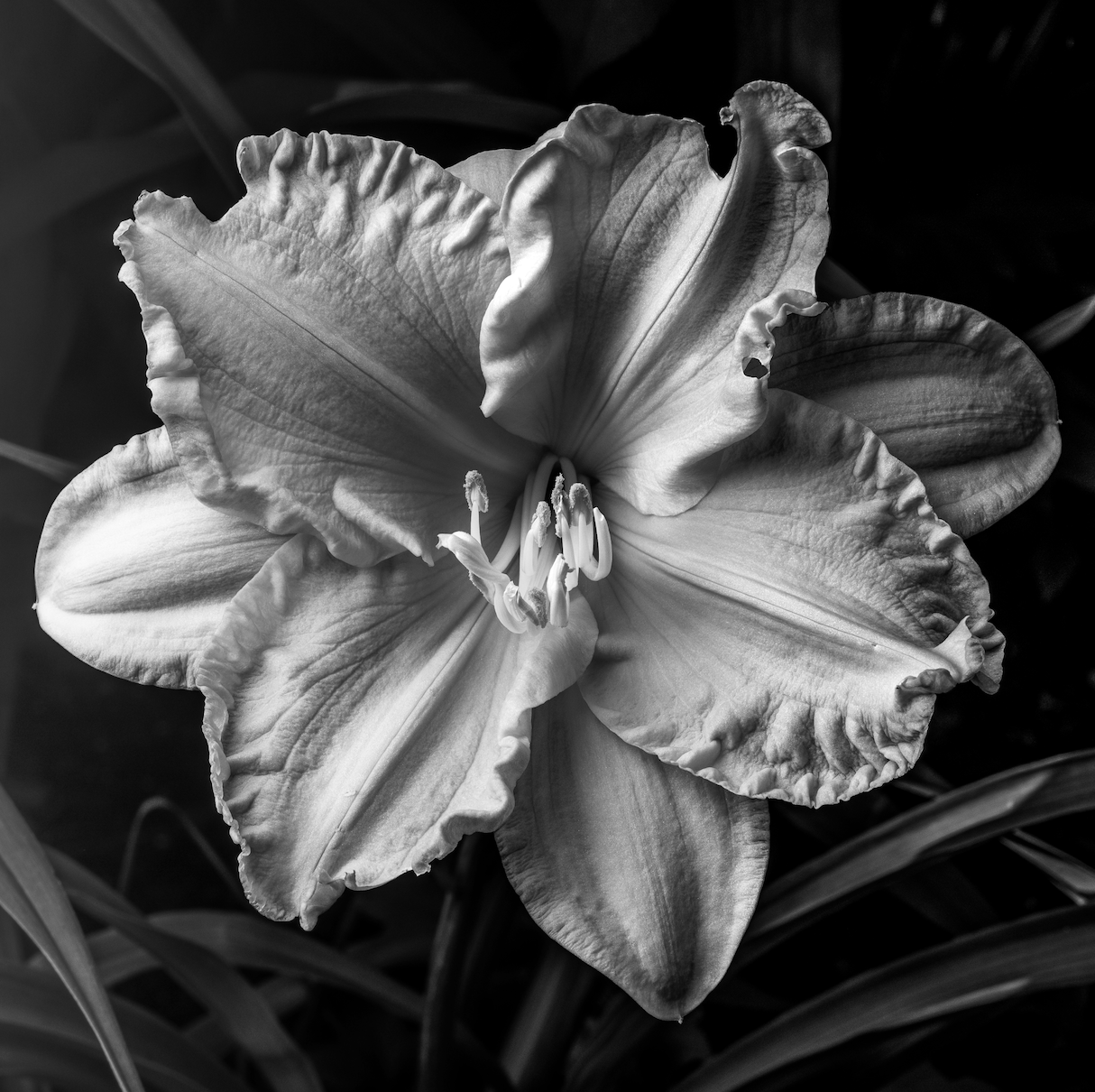 Daylily Details