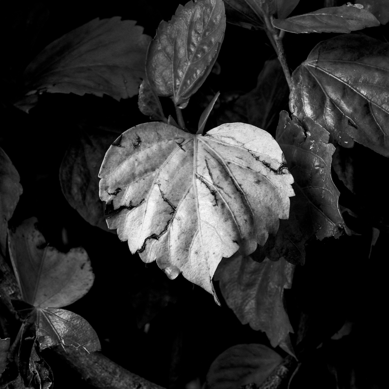 Heart Leaf