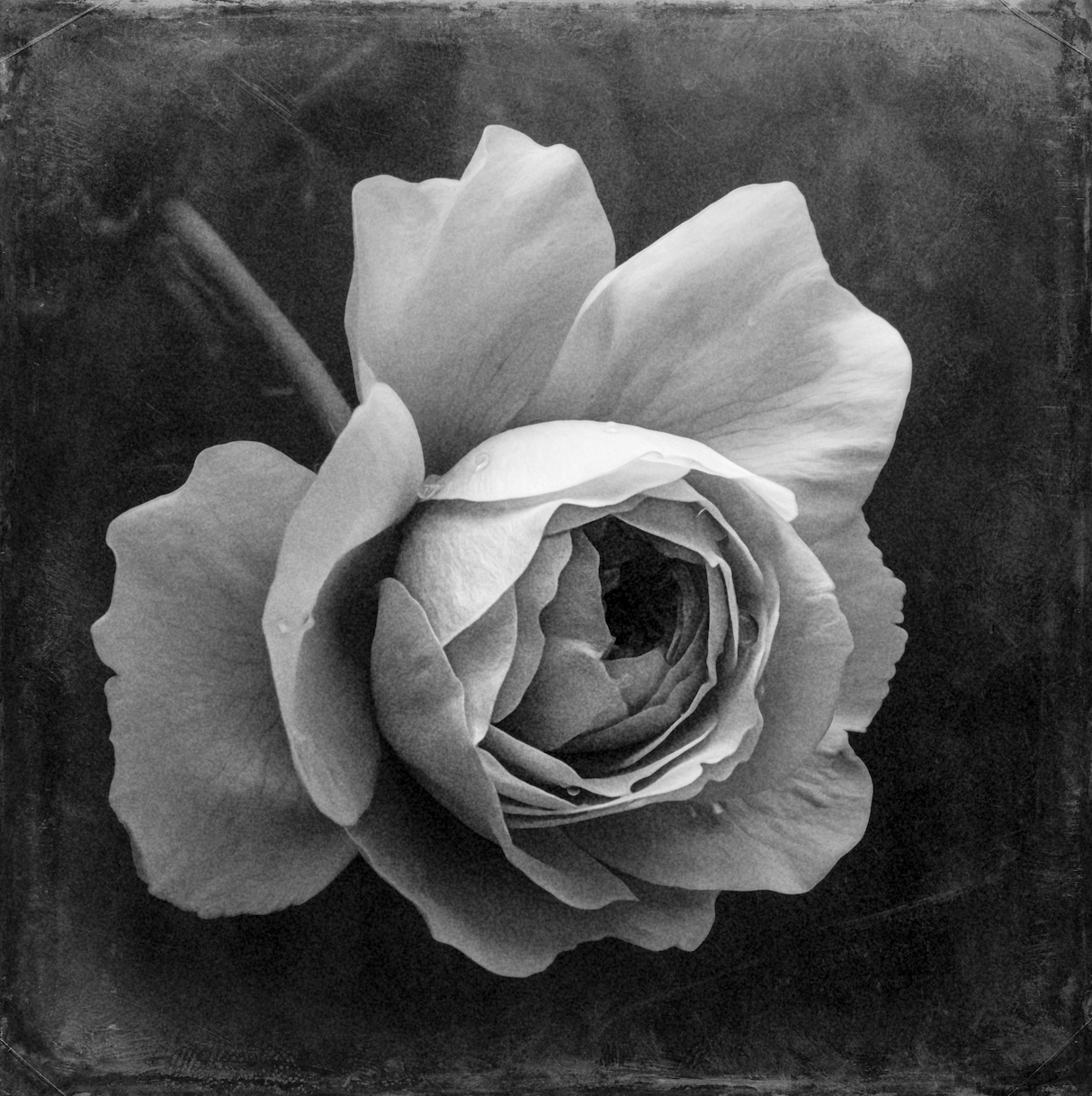 Single Rose Details