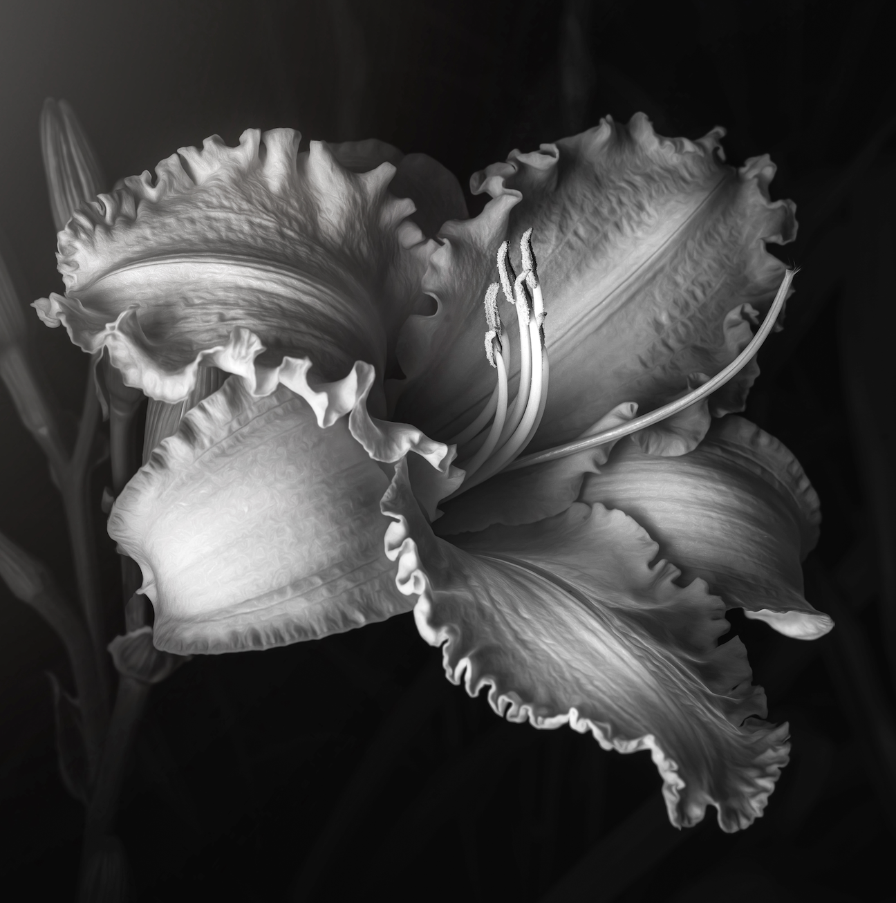 Moody Daylily