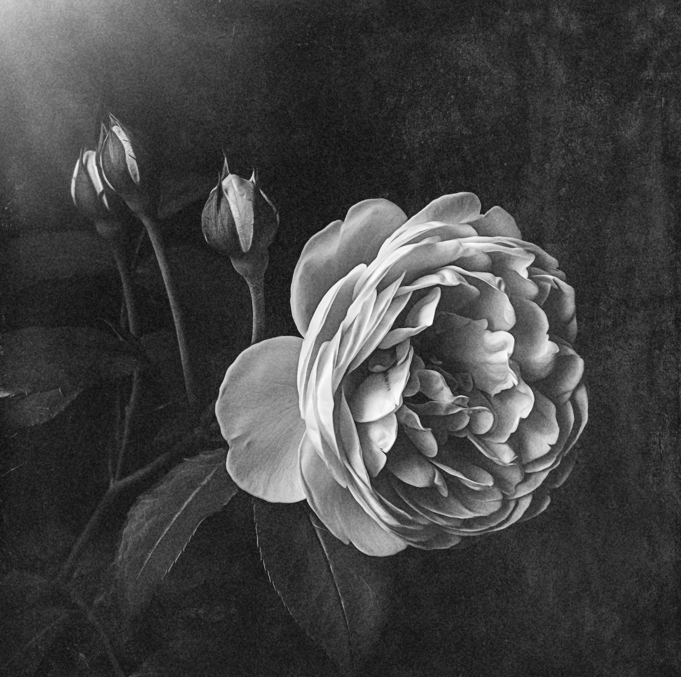 Rose in Light