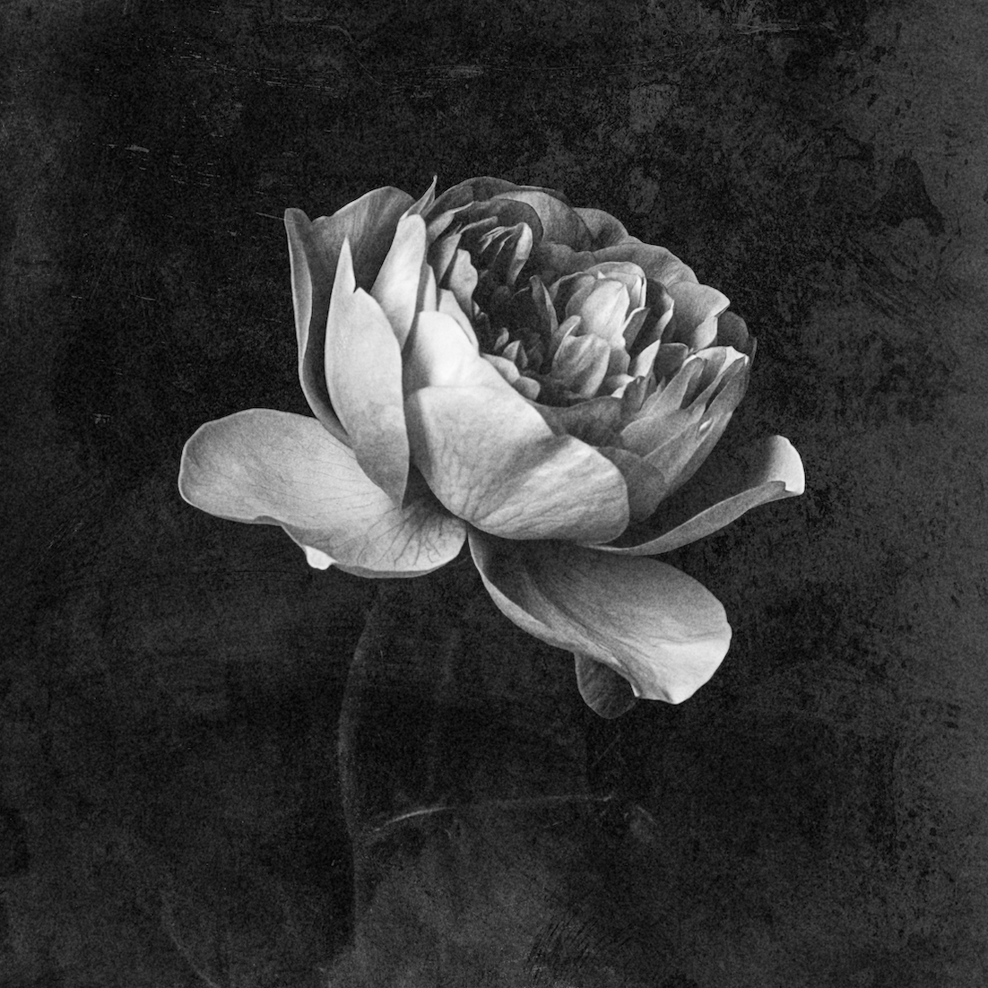Reaching Rose