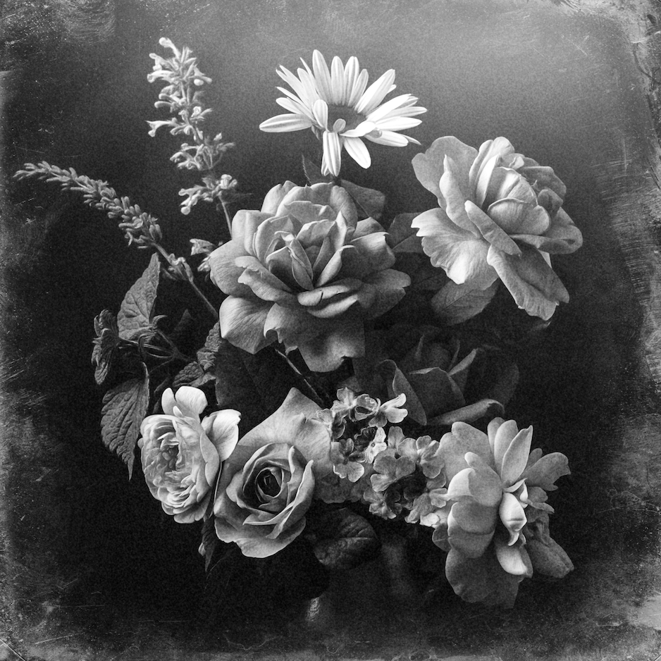 Rose & Daisy
