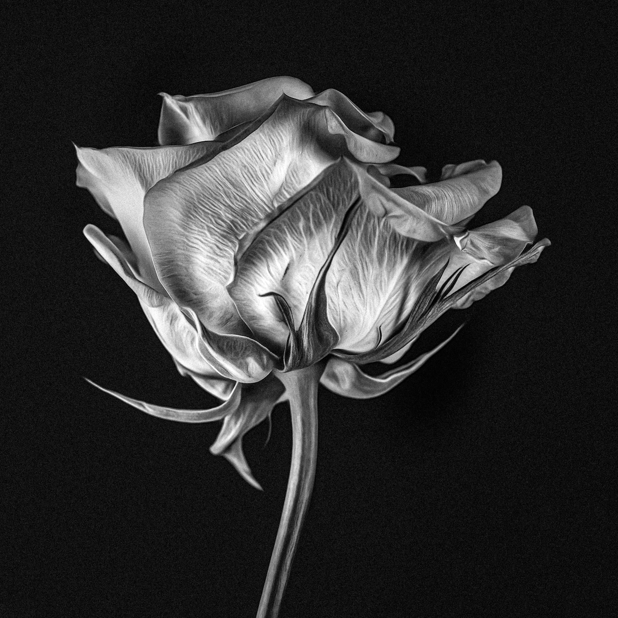Rose, Side View