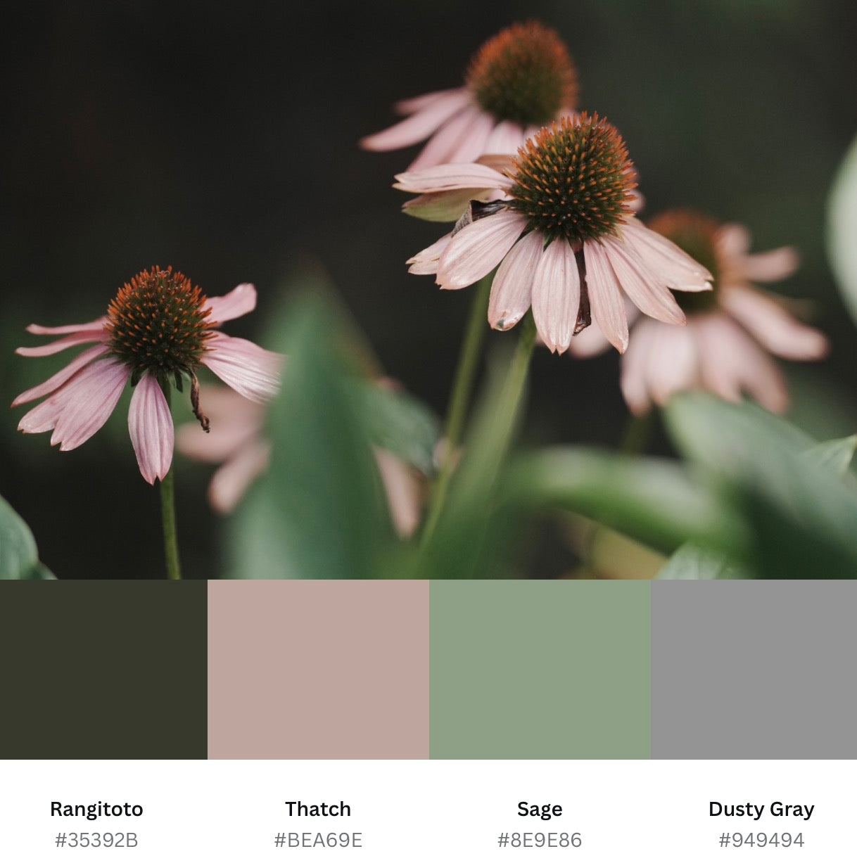 Echinacea in the Garden Printable