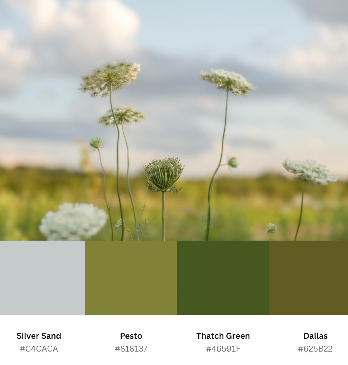 Dreamy Queen Anne's Lace Printable