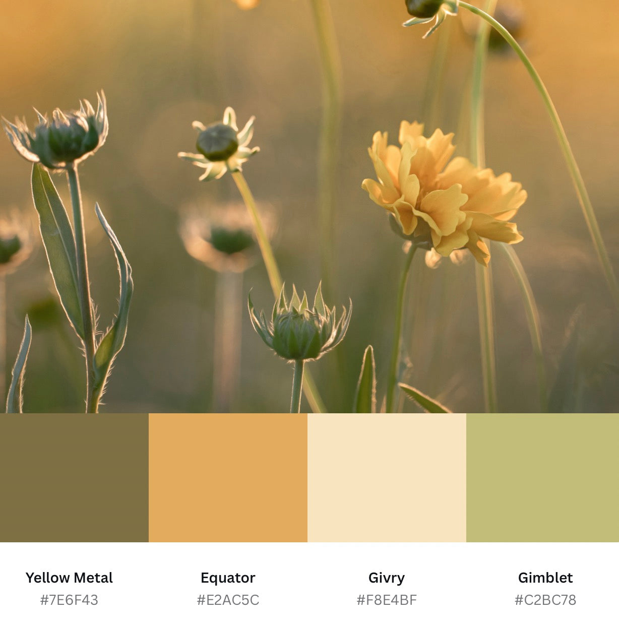 Dreamy Coreopsis Printable