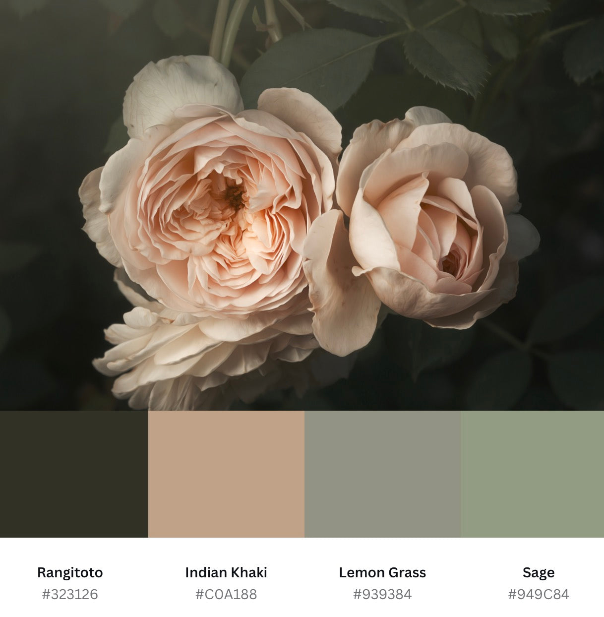 Pale Pink Roses (Download)