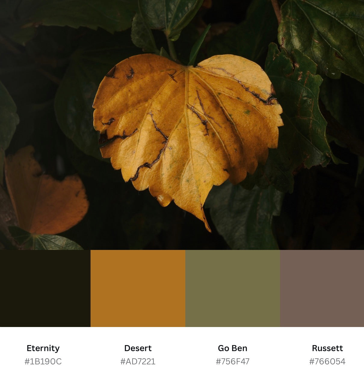 Heart Leaf (Download)