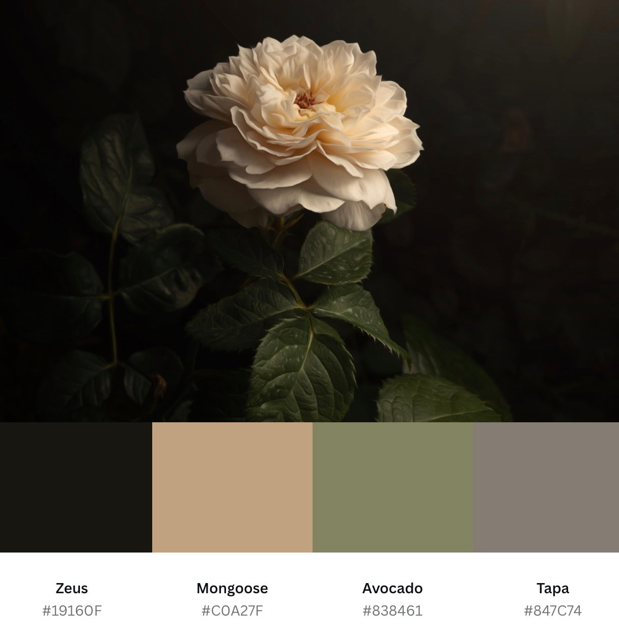 Creamy White Rose (Download)