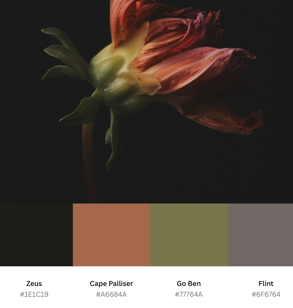 Moody Wilted Dahlia - Download