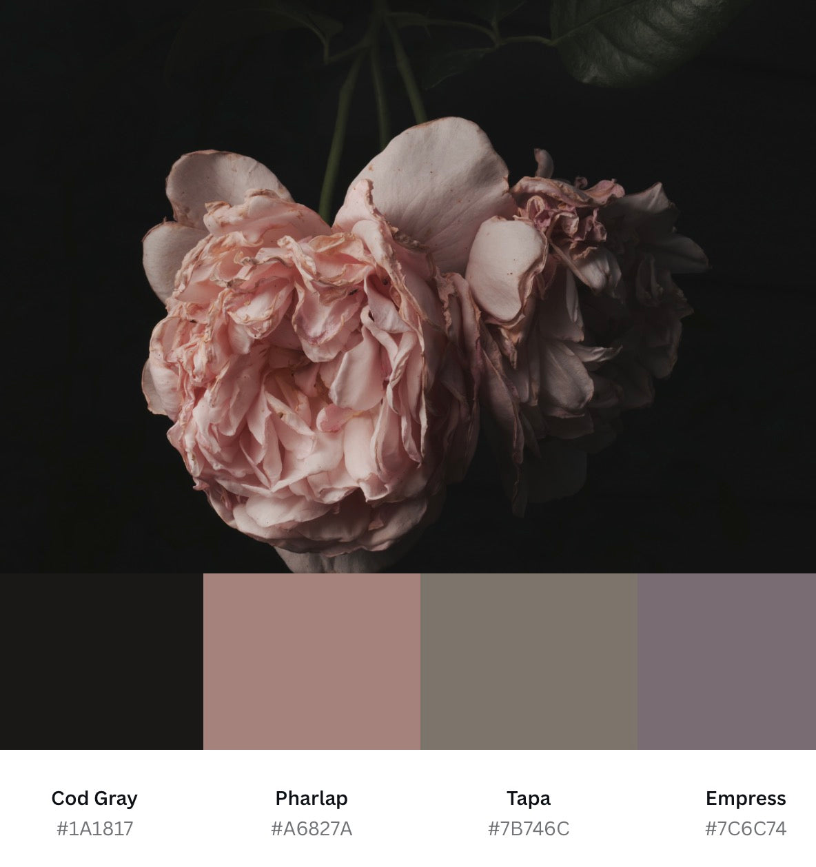 Moody Wilted Pink Roses - Download