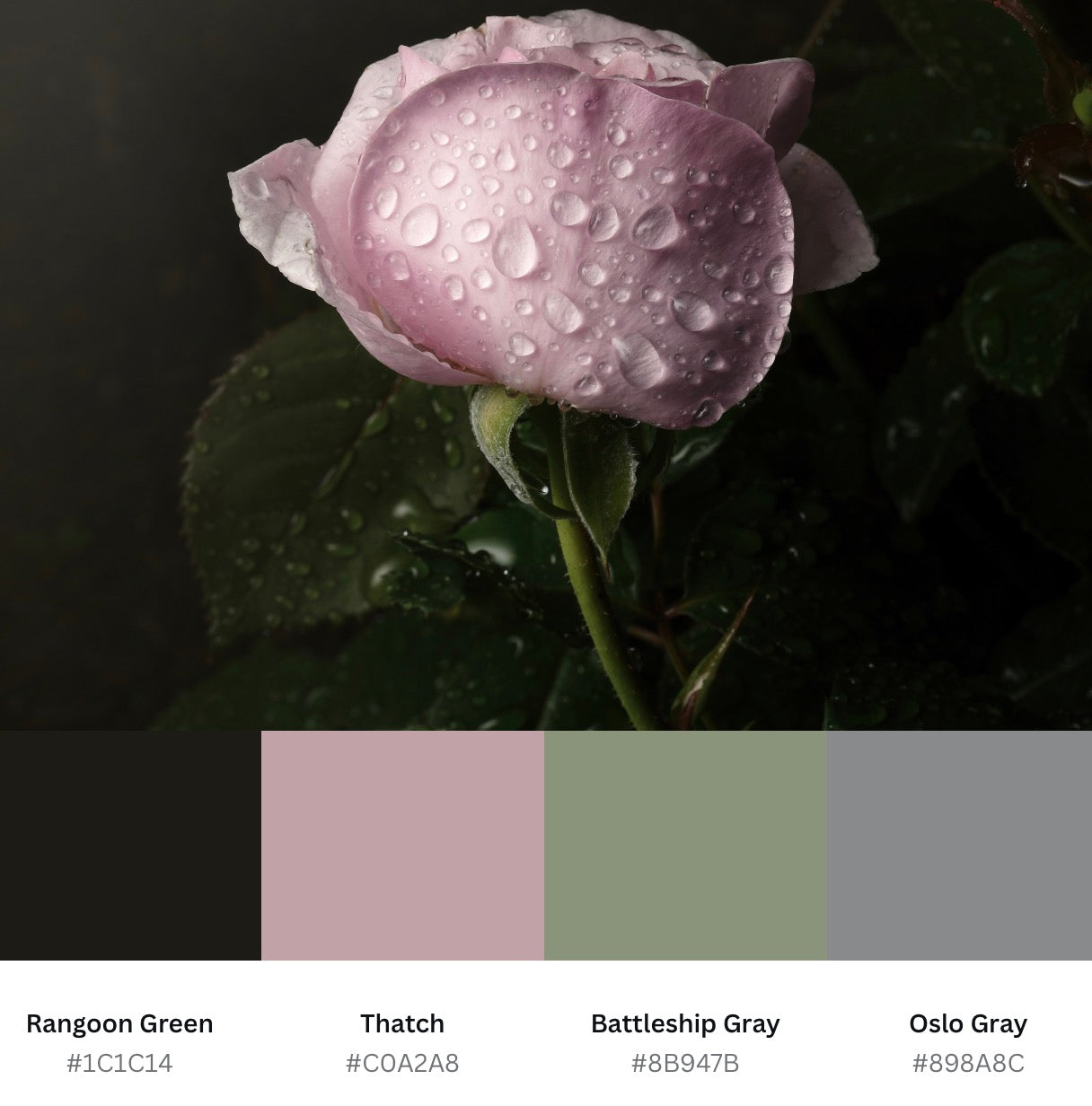 Moody Light Pink Rose with Droplets - Download