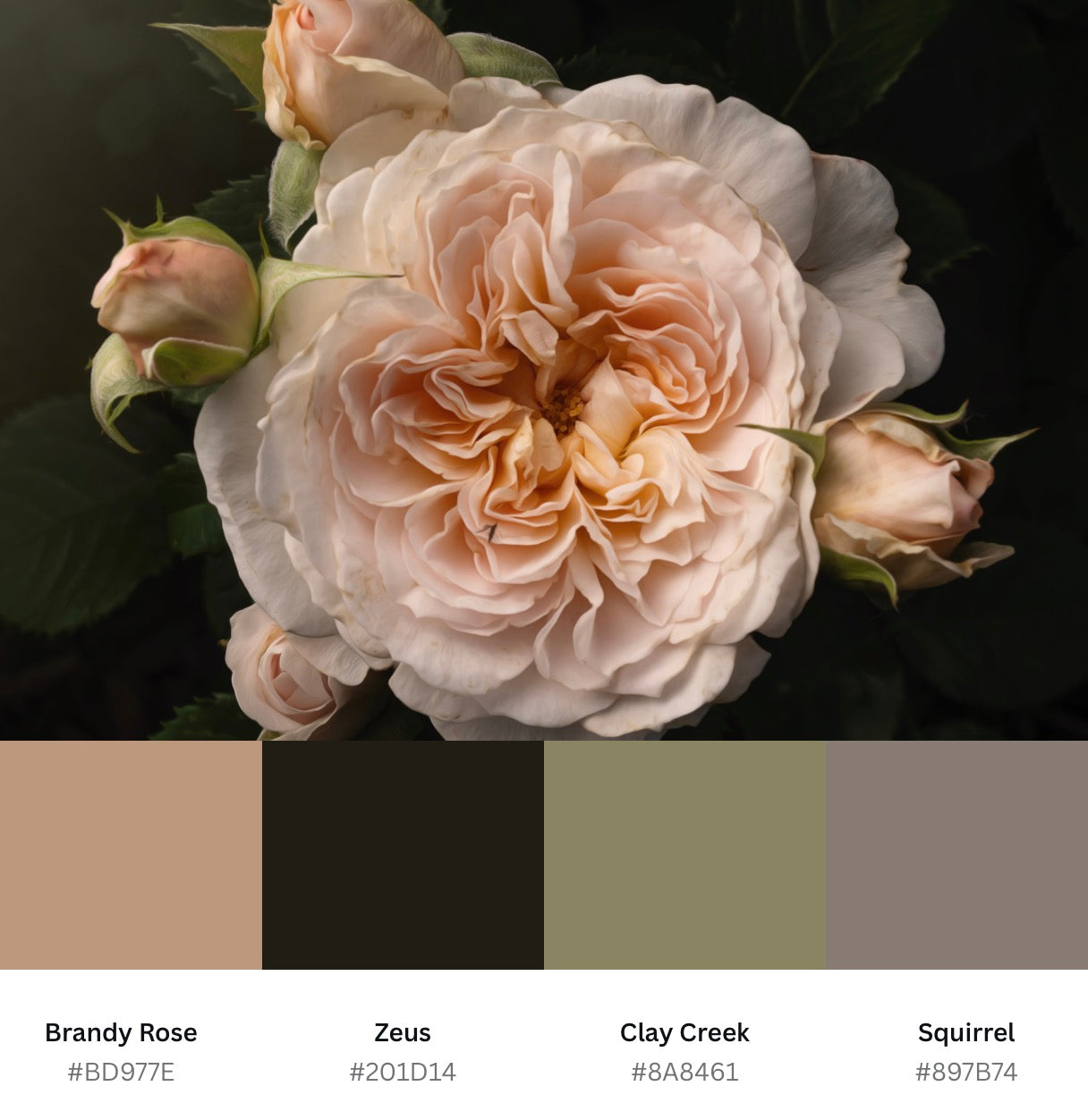 Blush Ivory Rose with Four Buds - Download