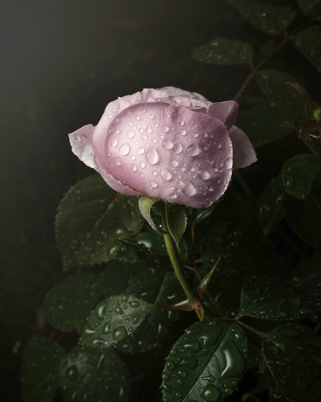Pink Rose After the Rain - Unframed Print