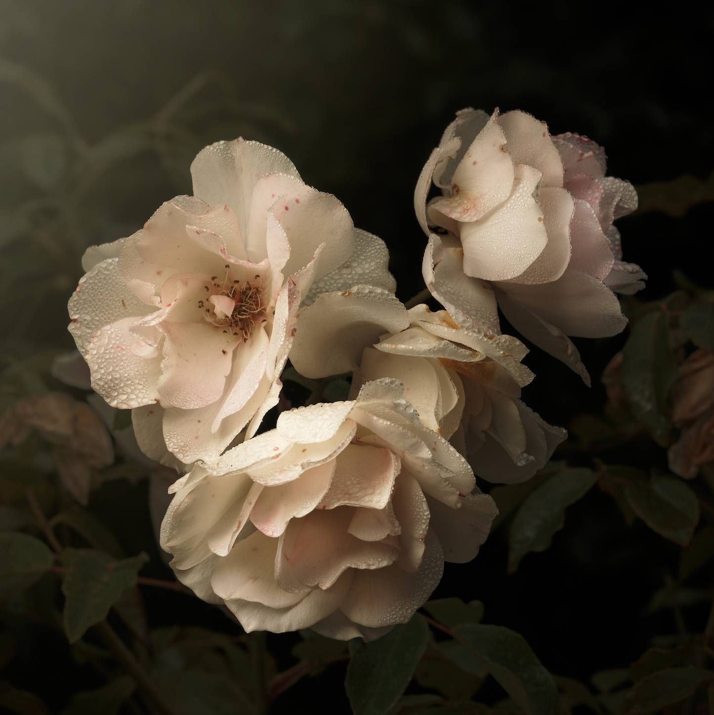 Aging Iceberg Roses