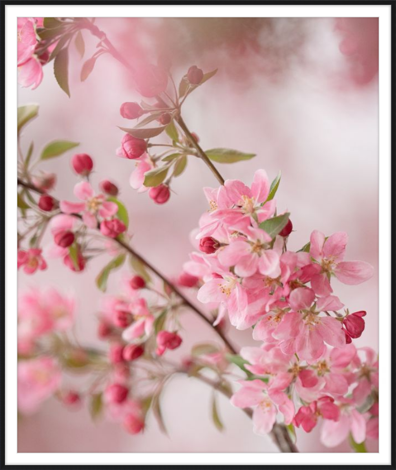Pink Cherry Blossoms in Spring